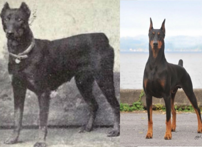 Известные породы собак сейчас и сто лет назад (23 фото)