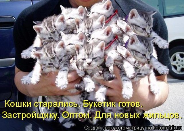 Лучшие котоматрицы недели (50 фото)