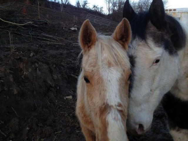 Спасение лошадей, живших в болоте за колючей проволокой (10 фото)