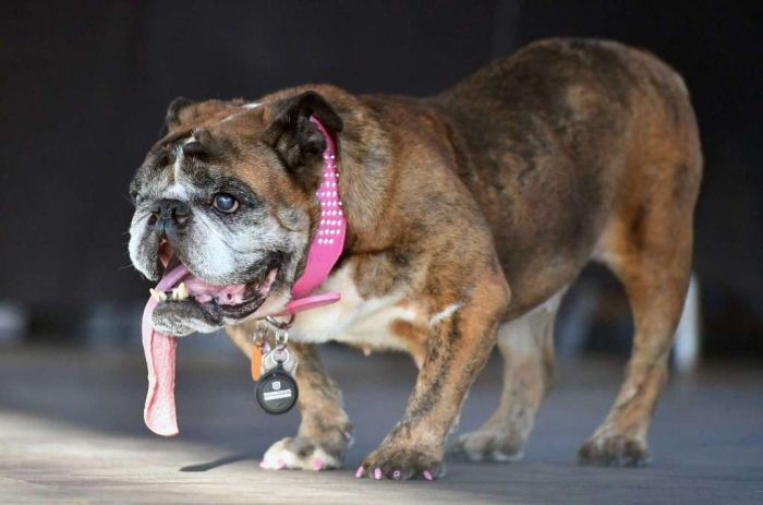 Самой уродливой собакой в мире в 2018 году стал бульдог (8 фото)