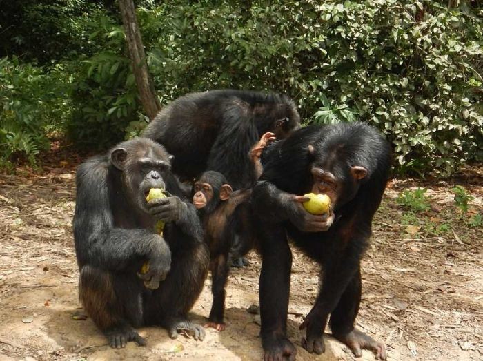 Жизнь бывших подопытных шимпанзе (10 фото)
