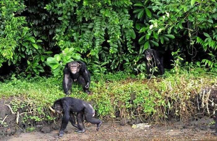 Жизнь бывших подопытных шимпанзе (10 фото)