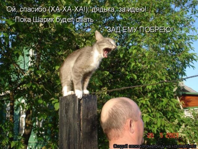 Лучшие котоматрицы недели (50 фото)