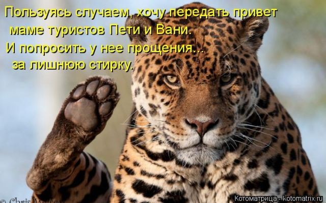 Лучшие котоматрицы недели (50 фото)