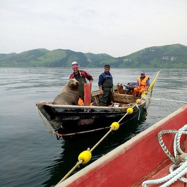 Морской котик 8 часов катался на лодке с рыбаками (5 фото)