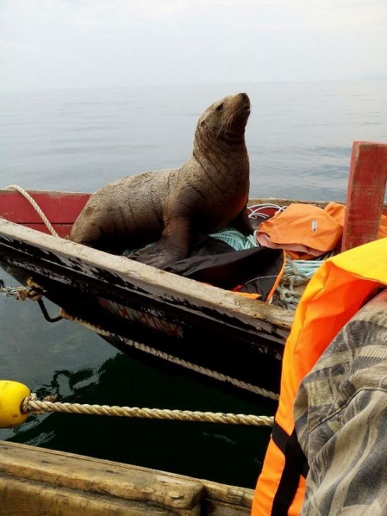 Морской котик 8 часов катался на лодке с рыбаками (5 фото)