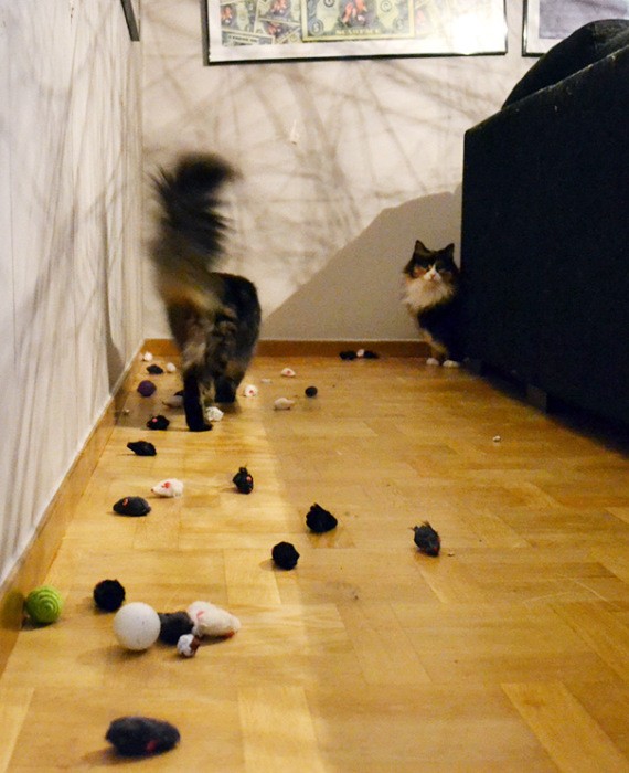 Кошки, которые коллекционируют понравившееся безделушки (21 фото)