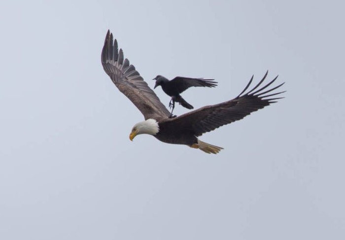 Ворона оседлала орлана, защищая свою территорию (5 фото)