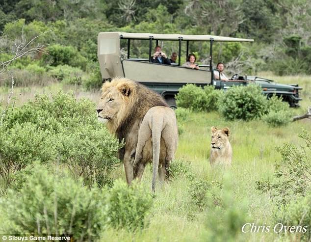 Львы съели браконьеров, которые охотились на носорогов (6 фото)