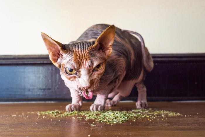 Наркотики для кошек (11 фото)