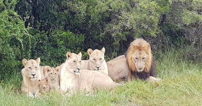 Львы съели браконьеров, которые охотились на носорогов (6 фото)