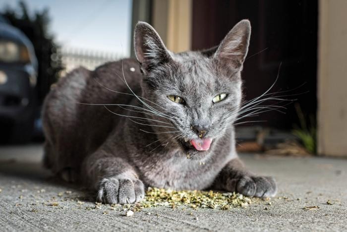 Наркотики для кошек (11 фото)