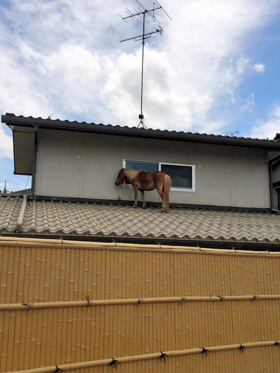 Чудесное спасение пони во время наводнения в Японии (5 фото)