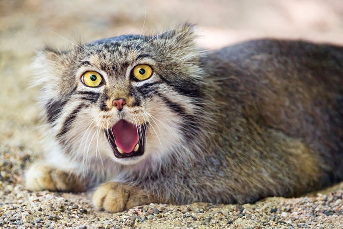 Забавные фотографии диких котов – манулов (25 фото)