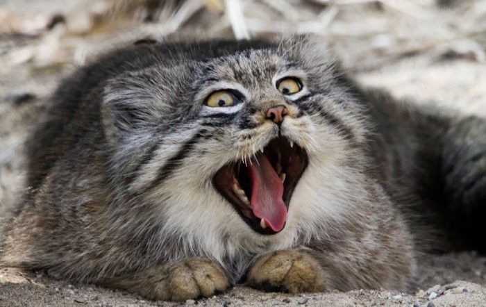 Забавные фотографии диких котов – манулов (25 фото)