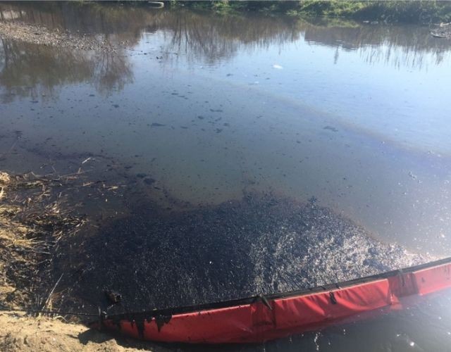 В Бресте спасли семью лебедей от нефти, слитых в озеро (6 фото)