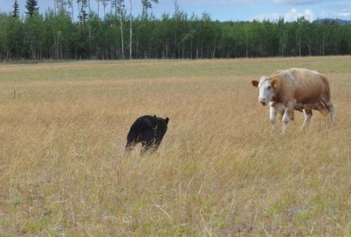Медведь против коровы (8 фото)