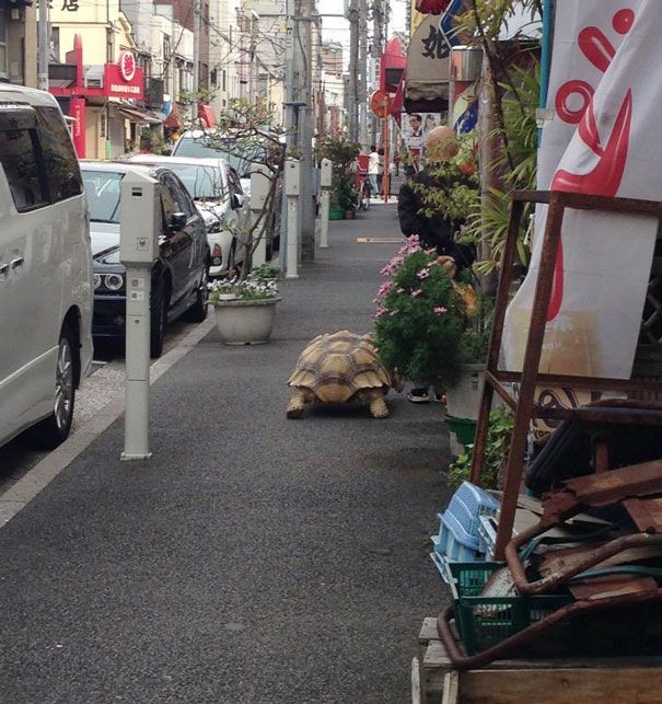 Необычный питомец жителя Токио (4 фото)