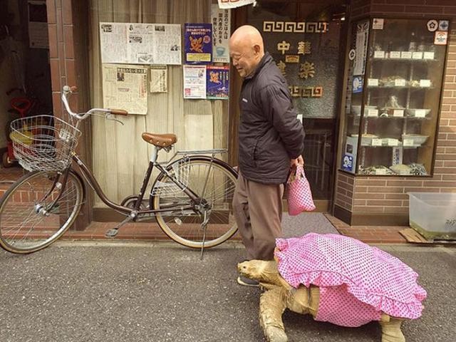 Необычный питомец жителя Токио (4 фото)
