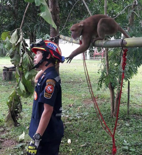 Трогательный момент после спасения обезьянки (4 фото)