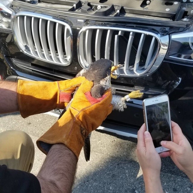 Спасение жизни сокола, из решетки радиатора авто (5 фото)