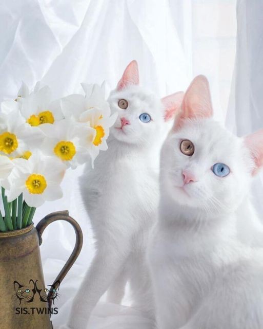 Самые красивые и необычные кошки (29 фото)
