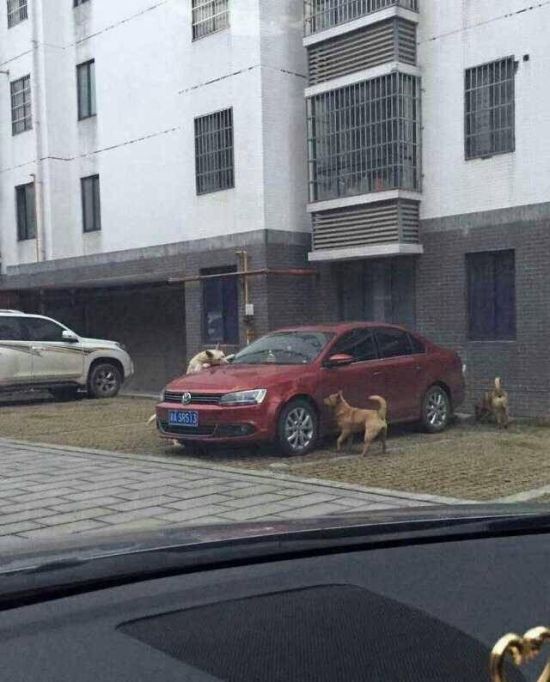 Бездомные собаки решили полакомиться автомобилем (4 фото)