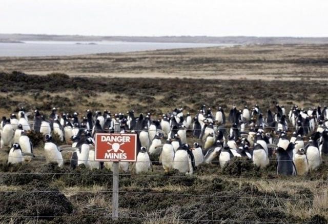Пингвины под надежной защитой (4 фото)