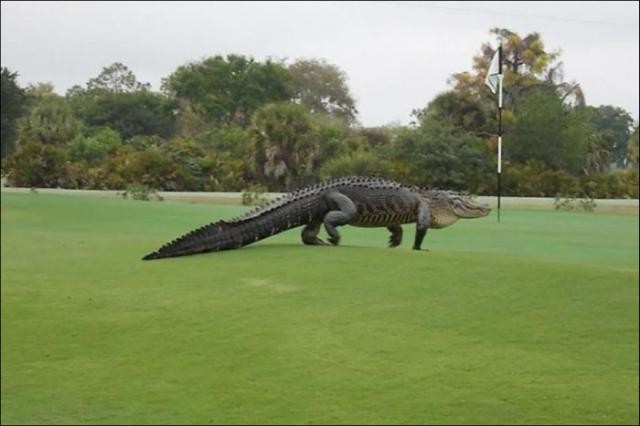 Незванный гость на поле для гольфа (3 фото)