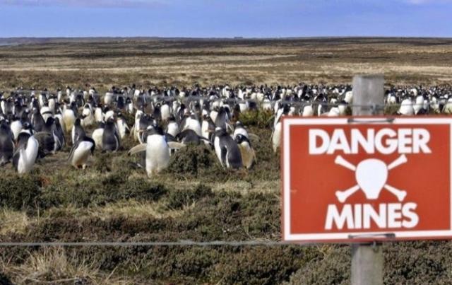 Пингвины под надежной защитой (4 фото)