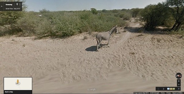 Животные в кадре на сервисе "Карты Google" (20 фото)