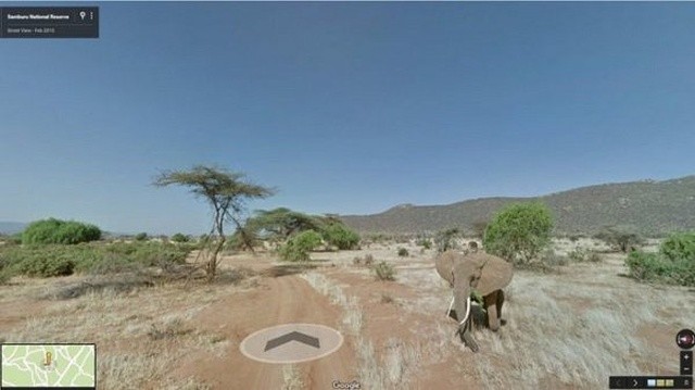 Животные в кадре на сервисе "Карты Google" (20 фото)