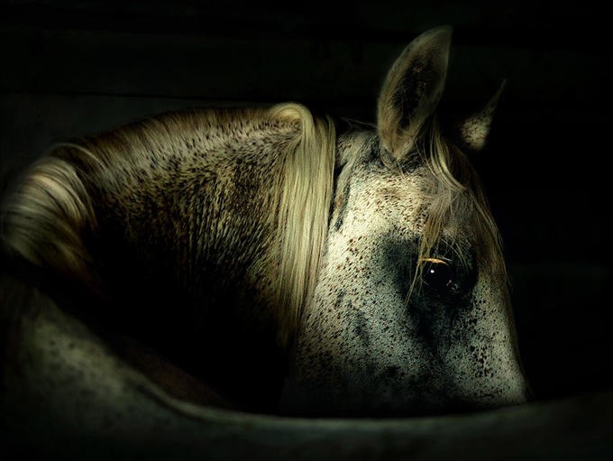 Фотографии лошадей (20 фото)