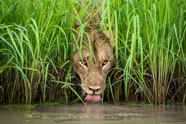 Лучшие фото конкурса дикой природы Wildlife Photographer of the Year (13 фото)