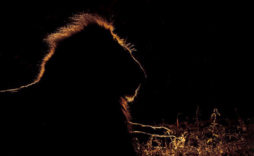 Животные Африки в фотографиях