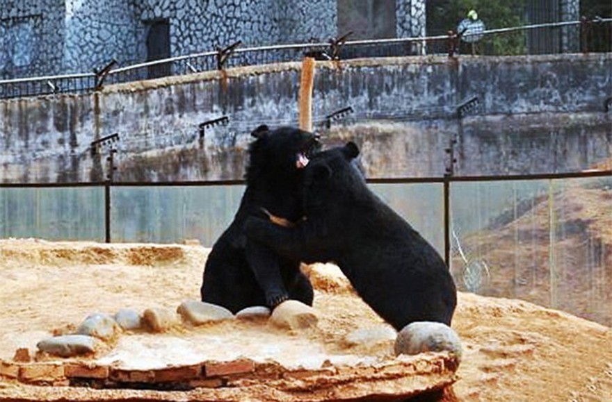 Китаец два года растил собак, а вырастил медведей