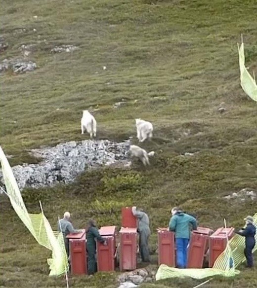 Транспортировка коз из национального парка при помощи вертолета (5 фото)