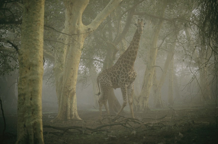 Лучшие кадры живой природы от National Geographic