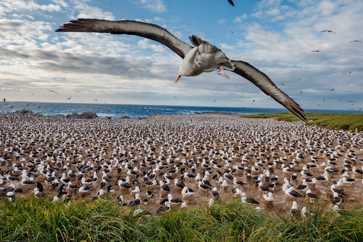 Лучшие кадры живой природы от National Geographic