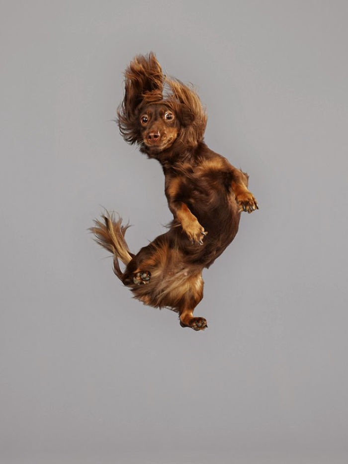Смешные портреты летающих собак от немецкого фотографа