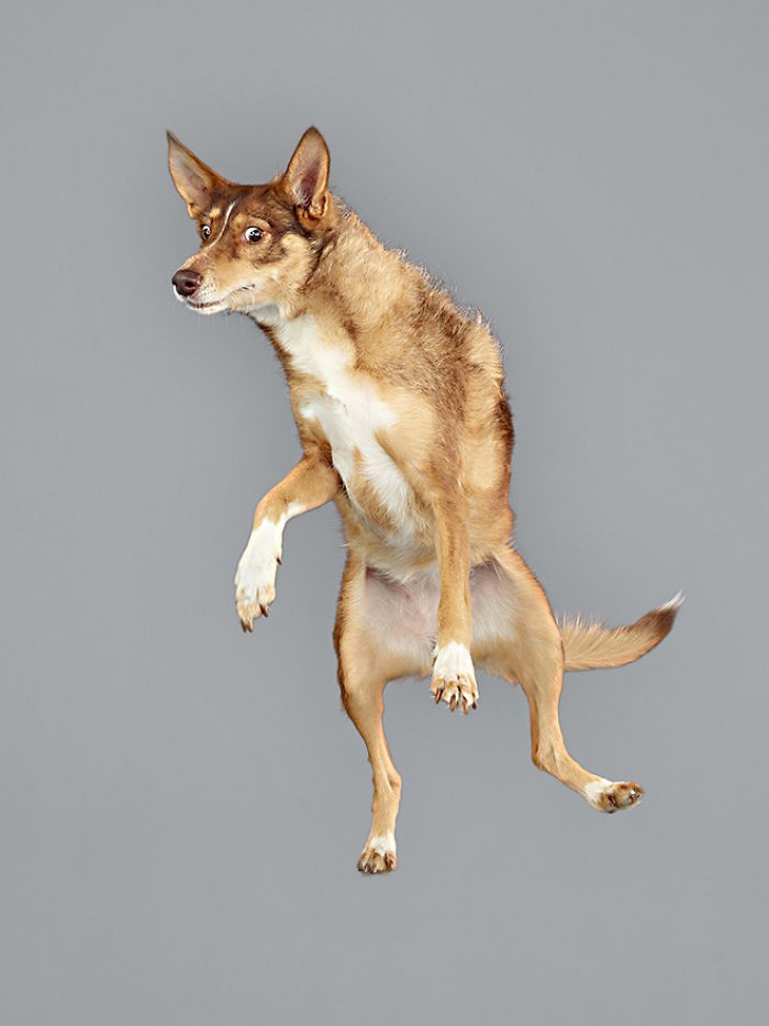 Смешные портреты летающих собак от немецкого фотографа