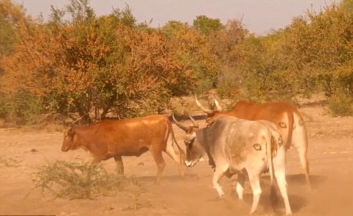 Зачем коровам в Ботсване глаза по обе стороны хвоста