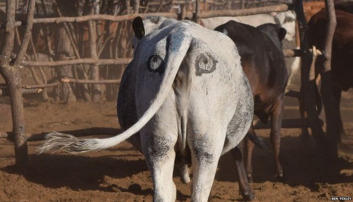 Зачем коровам в Ботсване глаза по обе стороны хвоста