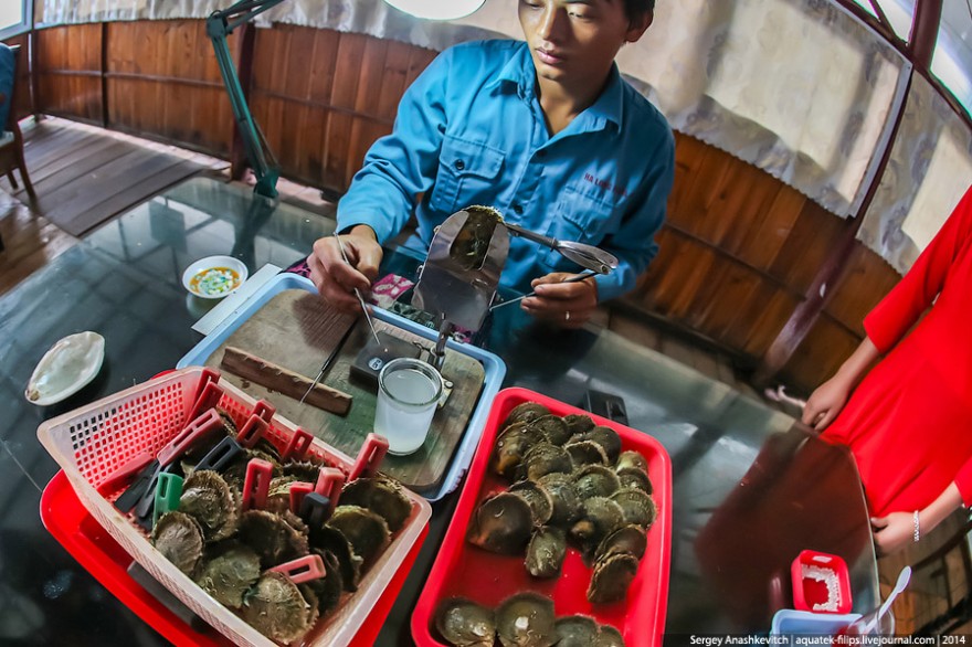 Как добывают жемчуг во Вьетнаме