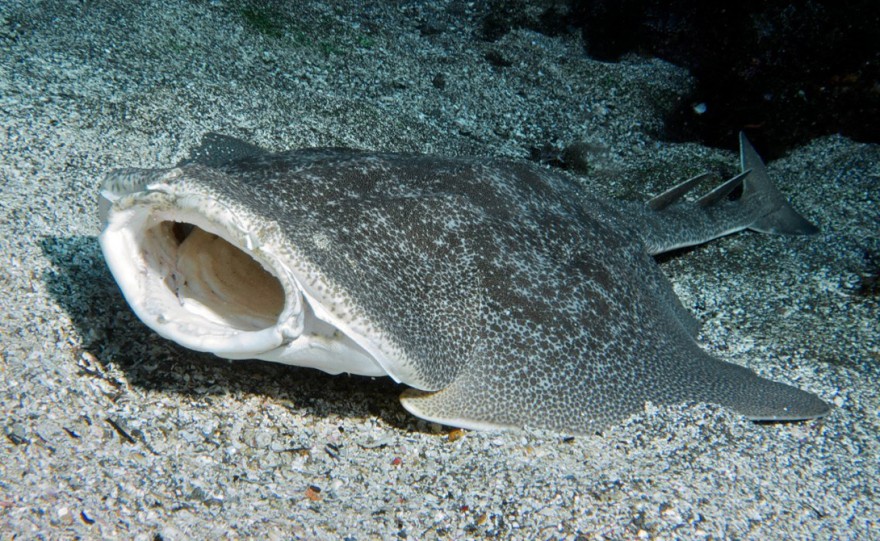 Акулы, найденные в морских глубинах