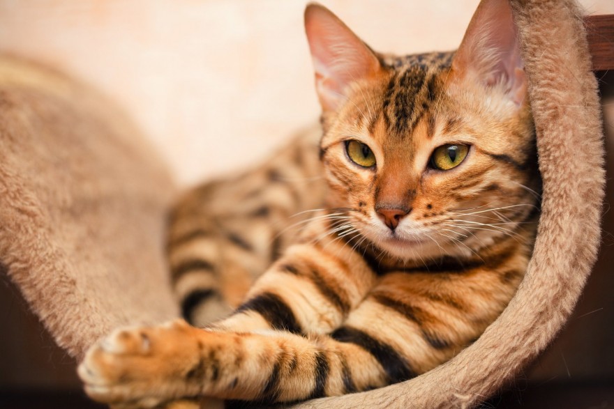 20 интересных фактов о кошках от заводчика