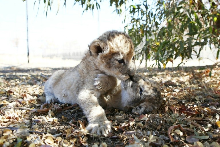 Родились первые в мире львята из «пробирки»