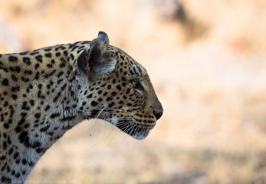 Немного из жизни леопардов