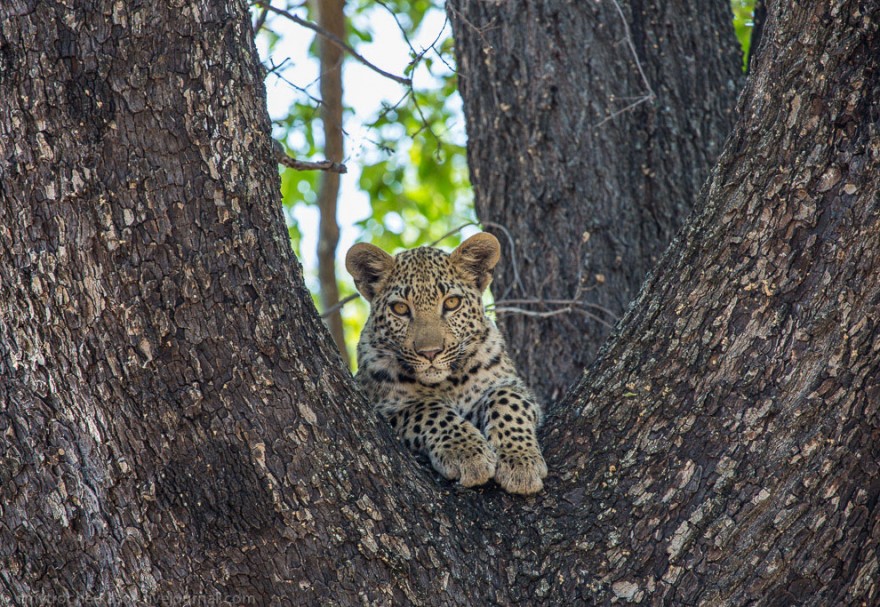 Немного из жизни леопардов
