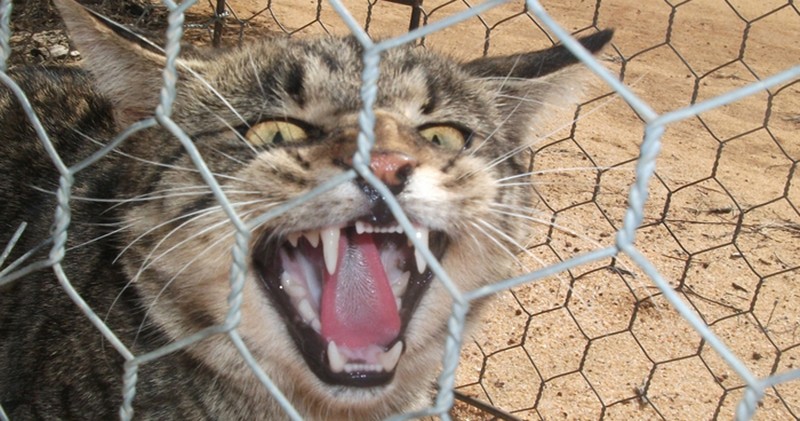 «Великая стена» против кошек в Австралии